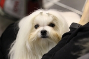 intercanina201907