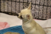 intercanina201912