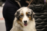 intercanina201922