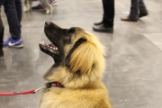 intercanina201927