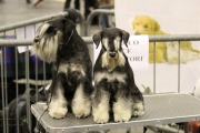 intercanina201929