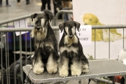 intercanina201930