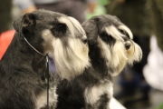 intercanina201931
