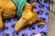 intercanina201938