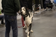 intercanina201940