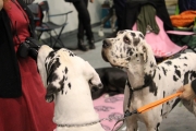 intercanina201941