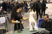 intercanina201942