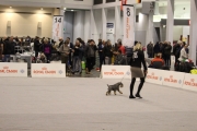 intercanina201945