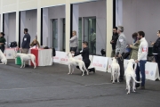 intercanina201947