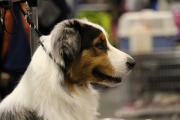 intercanina201950