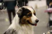 intercanina201951