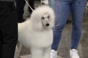intercanina201961
