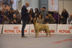 domenica030 domenica030