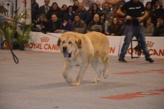 domenica031 domenica031
