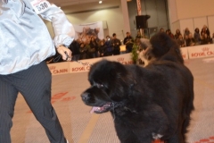 domenica049 domenica049